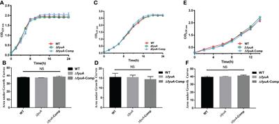 Attenuation of Yersinia pestis fyuA Mutants Caused by Iron Uptake Inhibition and Decreased Survivability in Macrophages